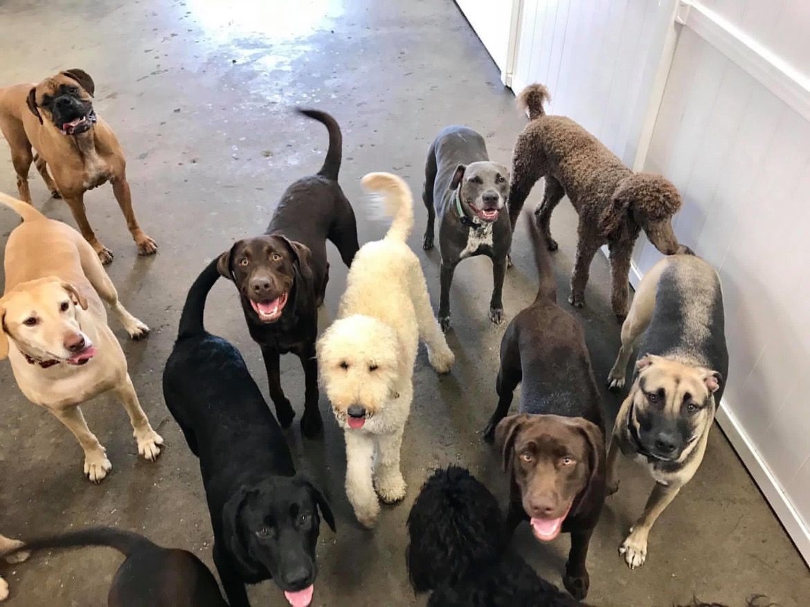 Second Chances: West Ashley Dog Kennel Heels and Heals