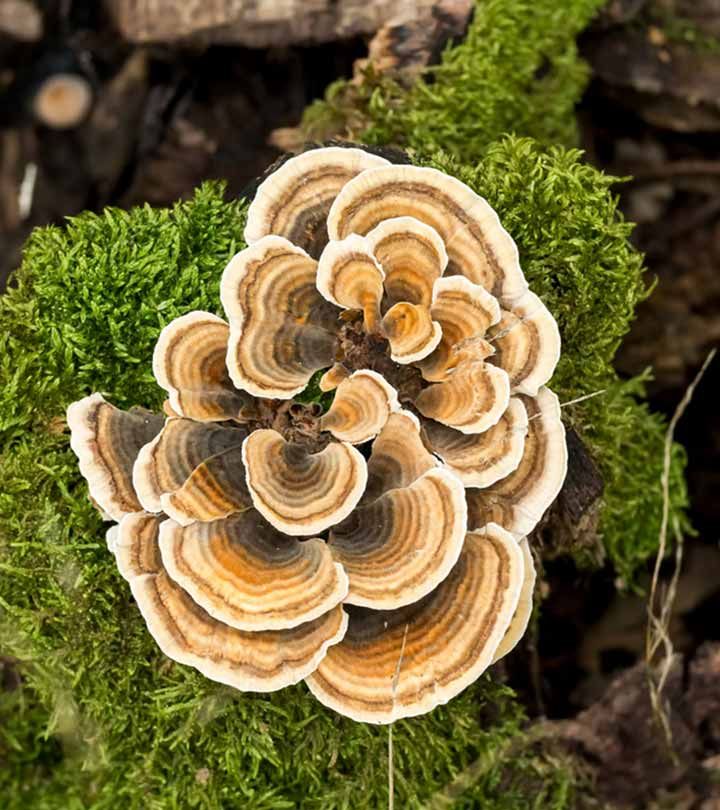 Turkey Tail Mushrooms
