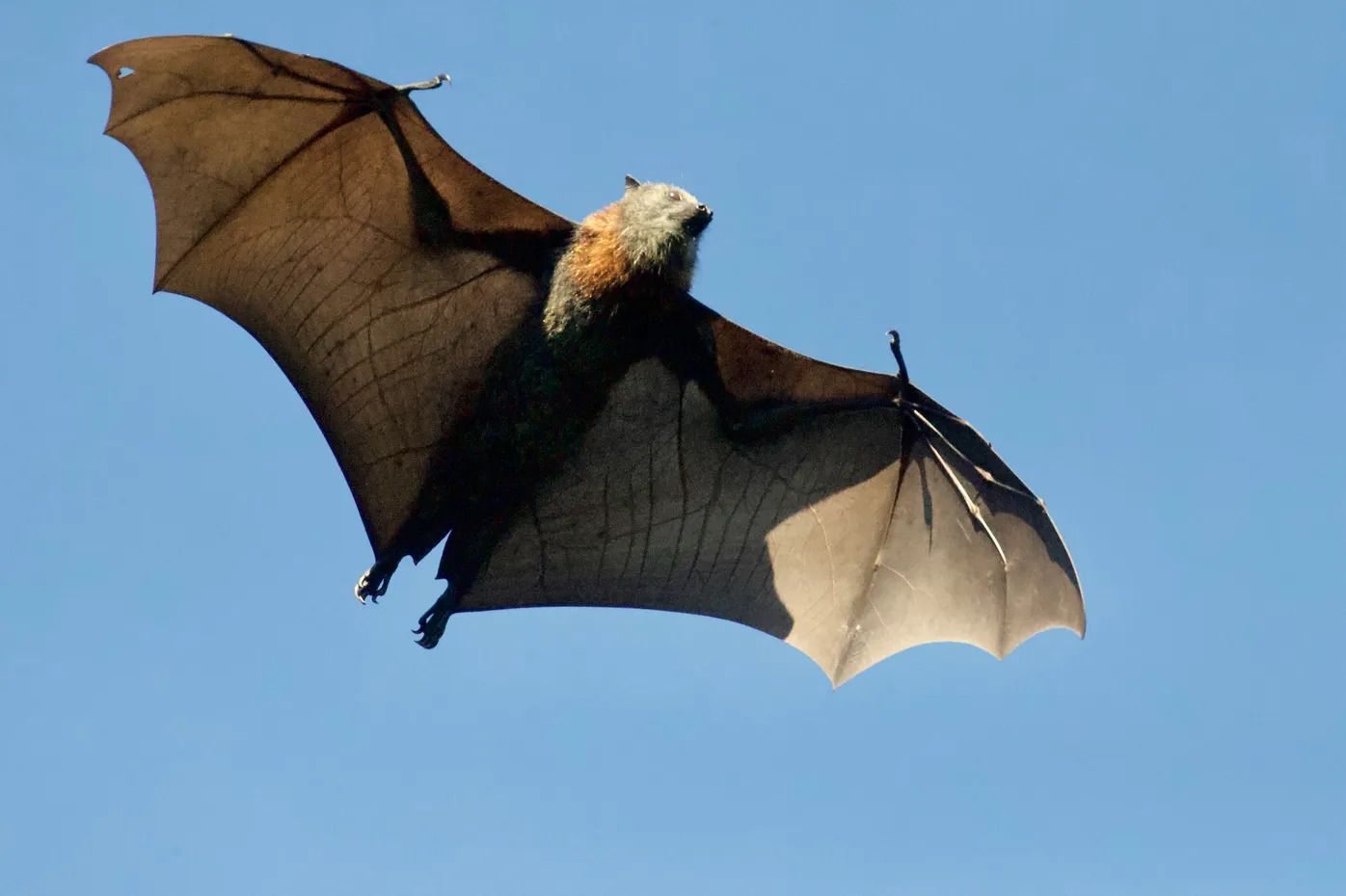 275 Meter für die Teichfledermaus