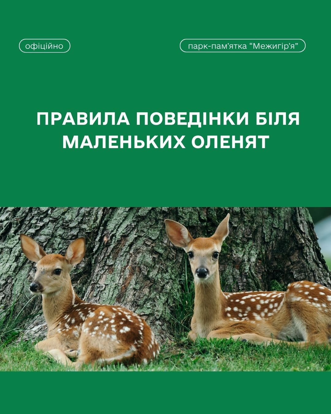 Правила поведінки з маленьким оленятком 🦌