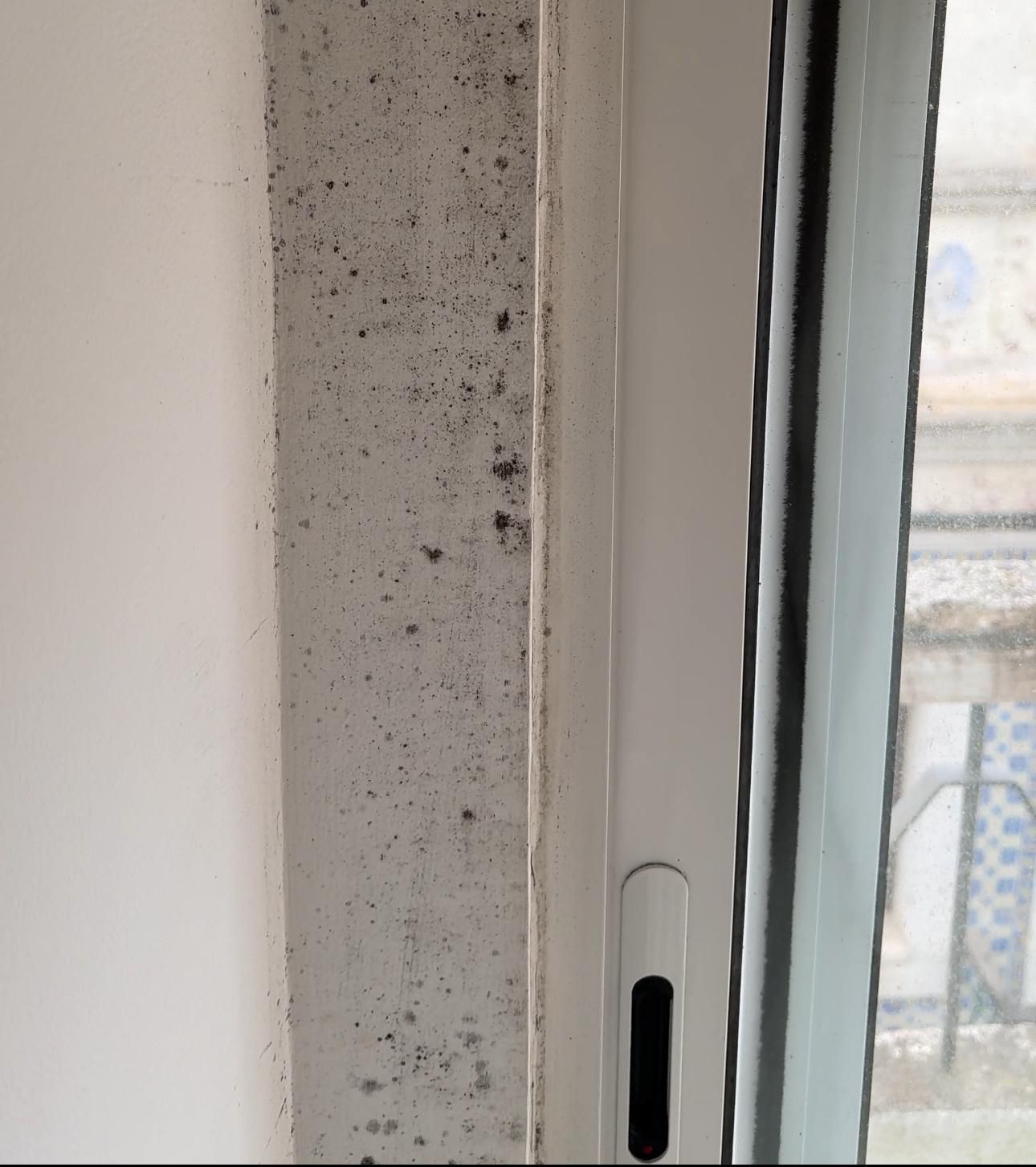 Understanding mold: growth, risks, and prevention