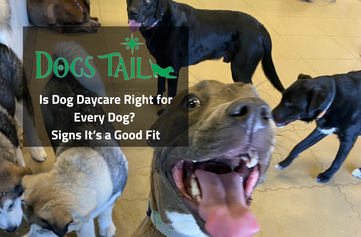 Is Dog Daycare Right for Every Dog? Signs It’s a Good Fit