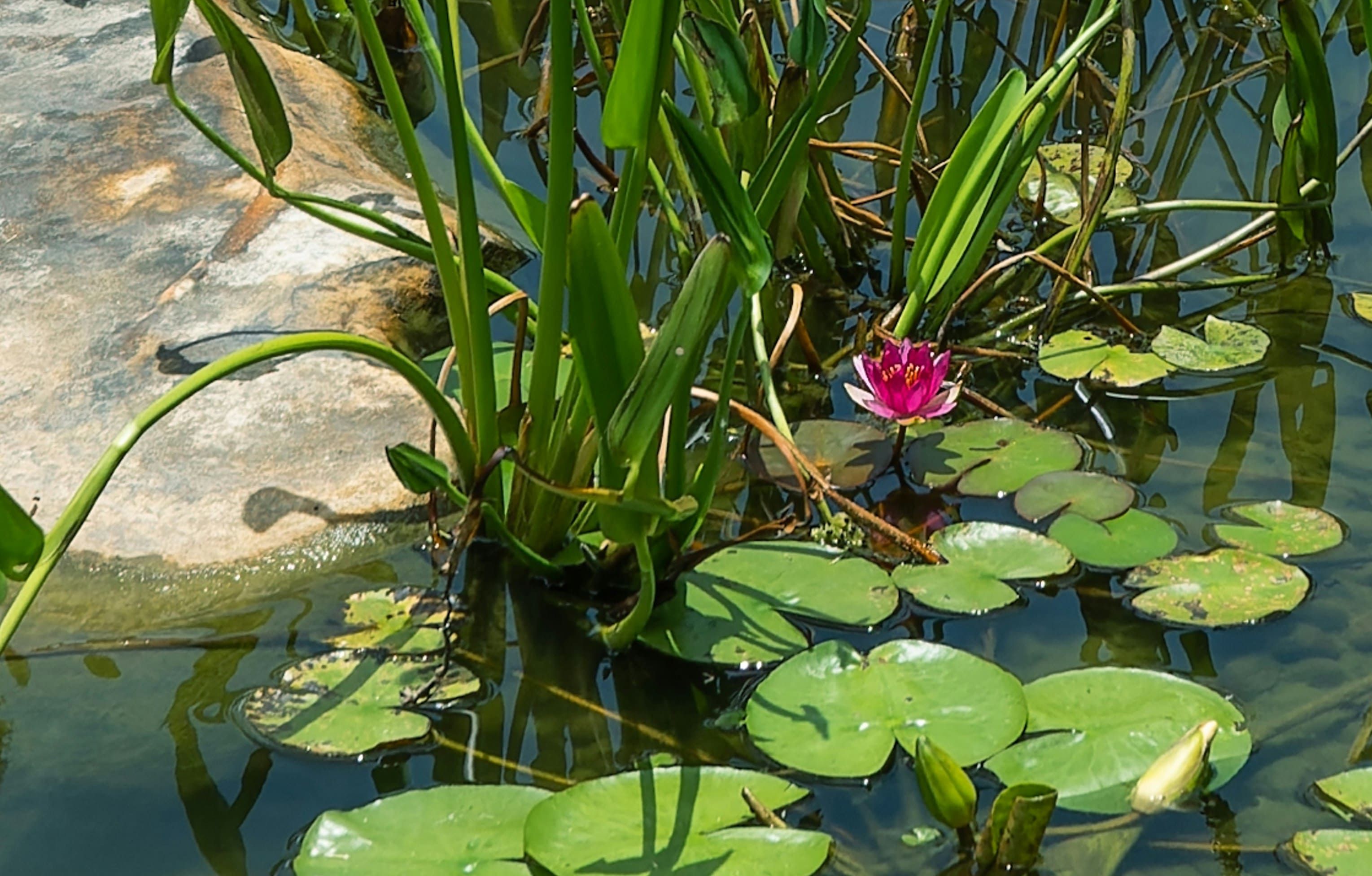 De magie van natuurlijk zwemmen