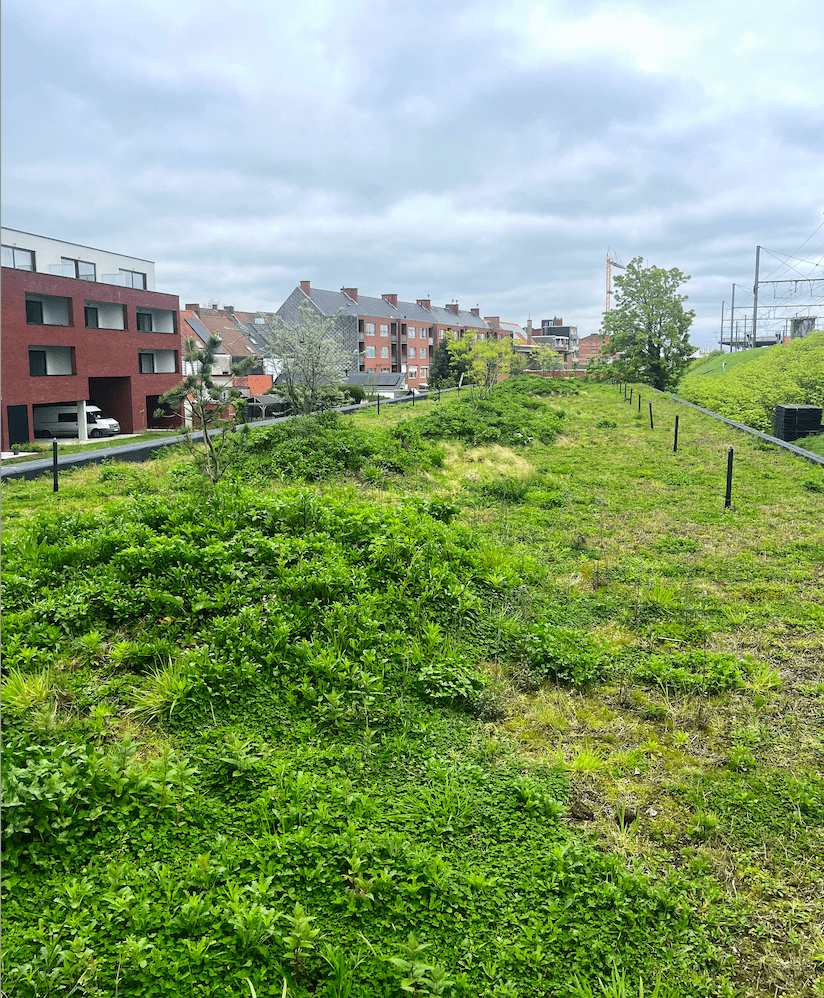 Groendak en Jaarlijks Onderhoud voor uw biodiversdak