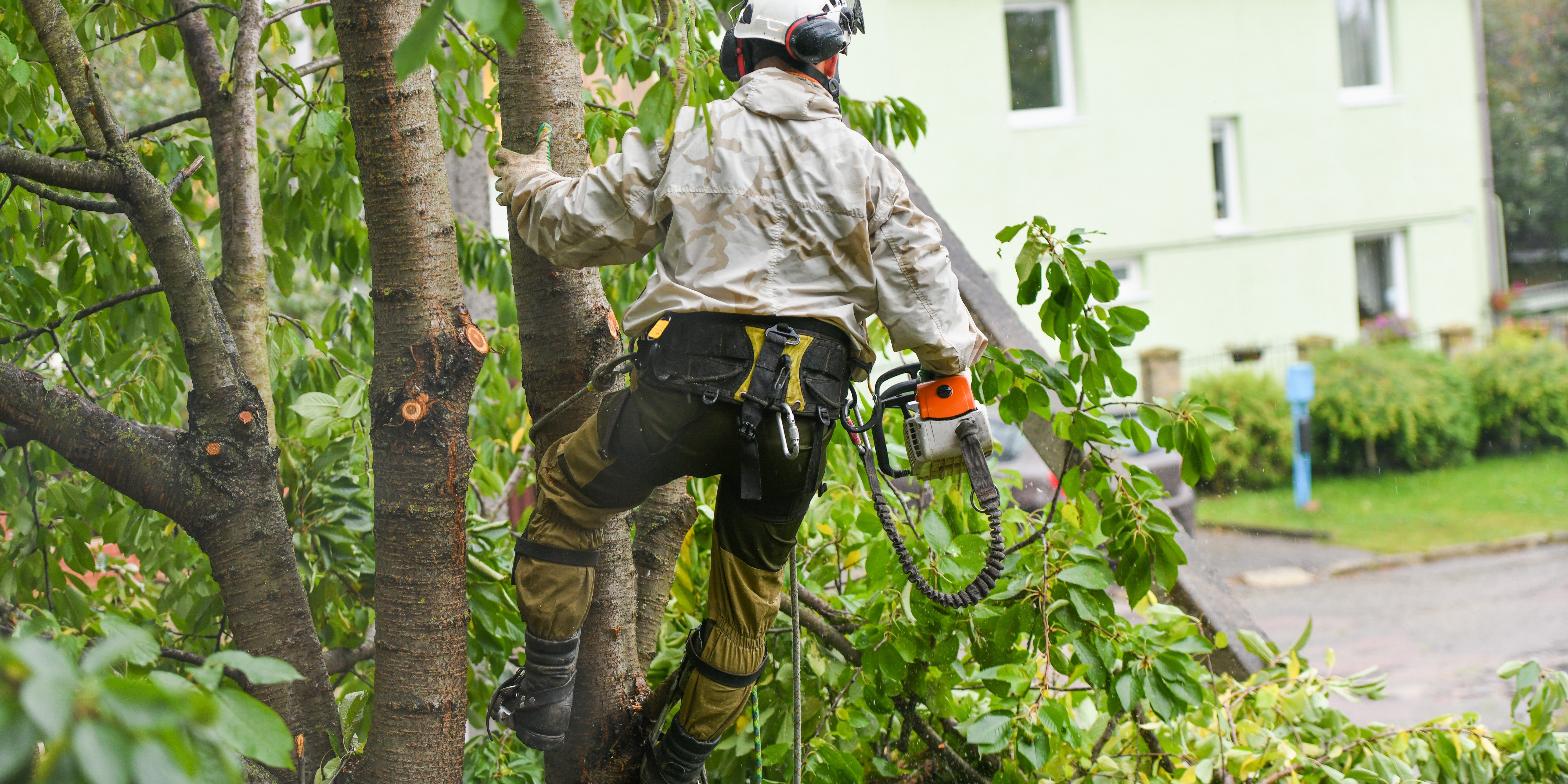 How Heat and Dry Conditions Affect Tree Health in Late Summer