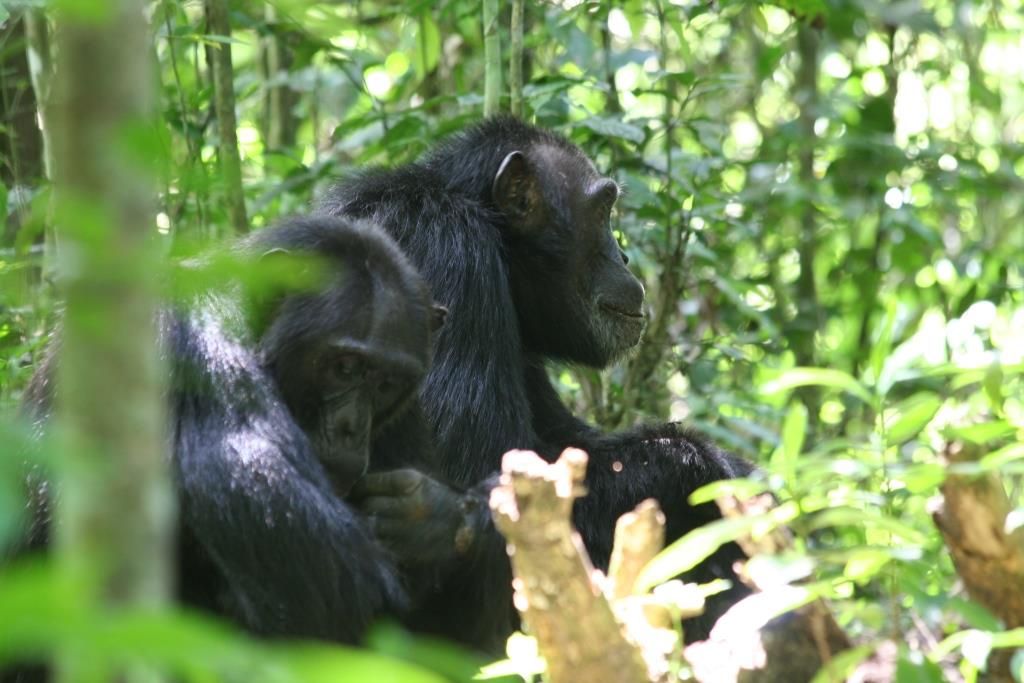 Top 10 Safari Companies in Uganda: The Best Safari Operators to Consider in 2026 By Executive Pulse Adventure Africa (EPAA)