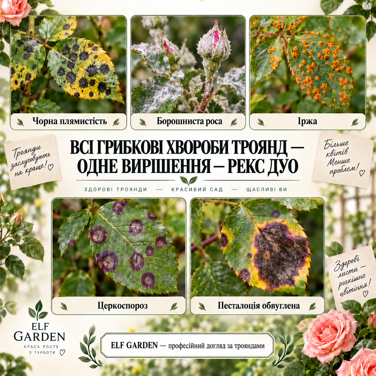 Основні грибкові хвороби троянд і квітника: чорна плямистість, борошниста роса, іржа та песталоціоз,церкоспороз