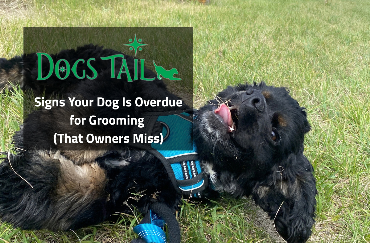 Signs Your Dog Is Overdue for Grooming (That Owners Miss)