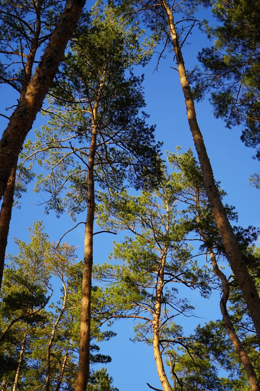 Осінній відпочинок у Kohavi Forest Club серед соснового лісу