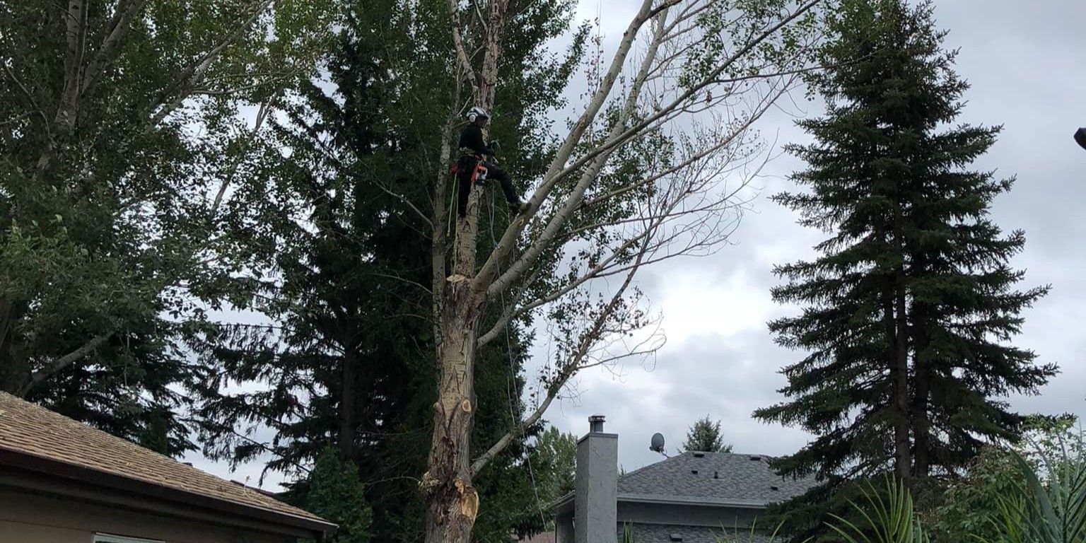 Tree Damage: What to Look for After Heavy Rain and Wind in Early Fall