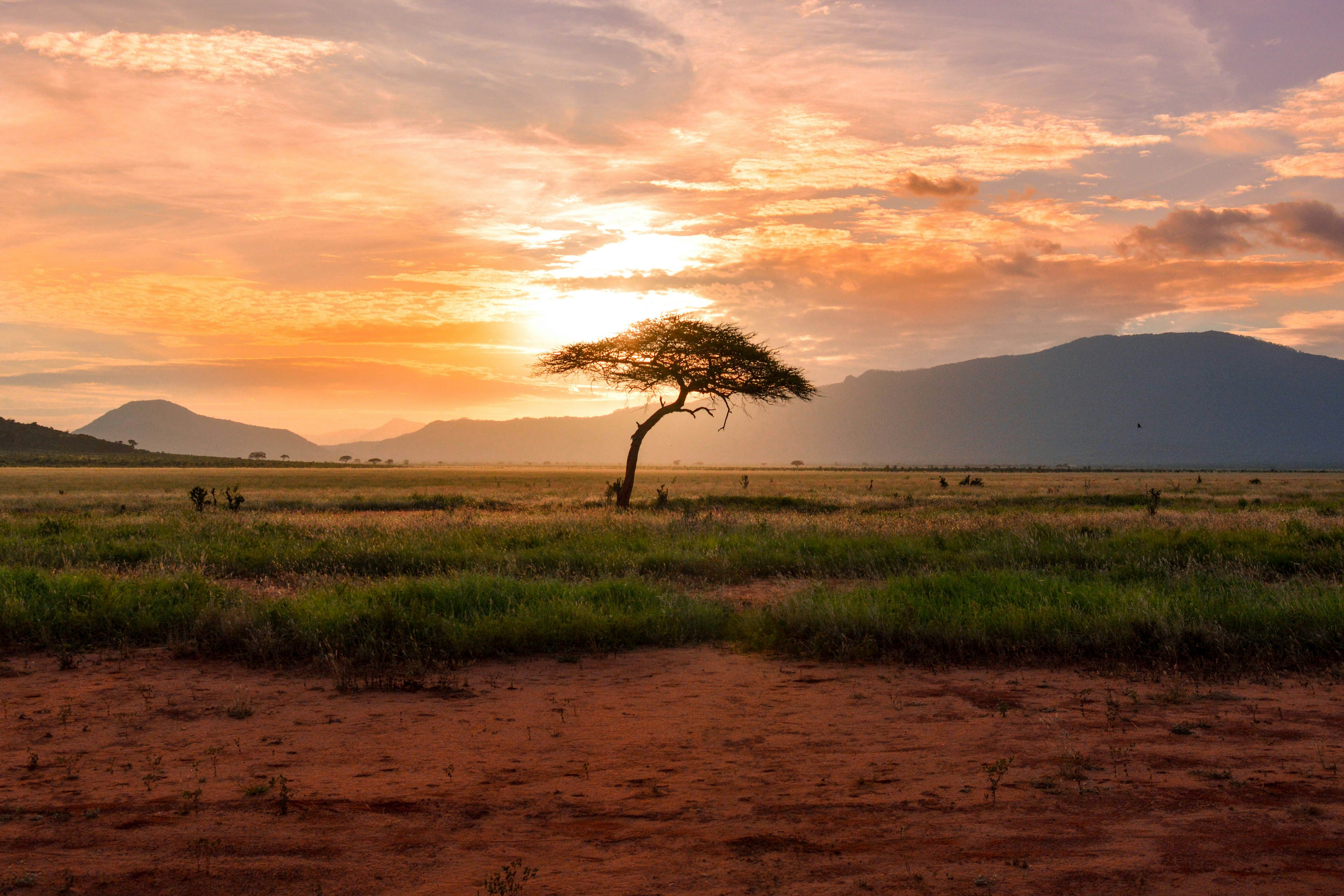 East Africa vs South Africa:  Which Safari is Right for You?