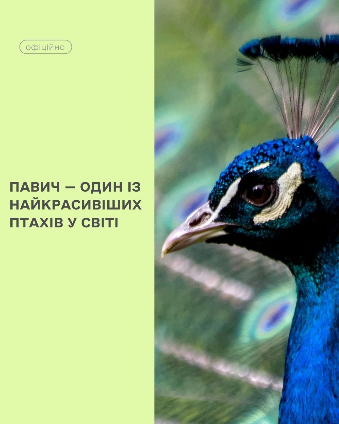 Цікавинки про павичів парку 
