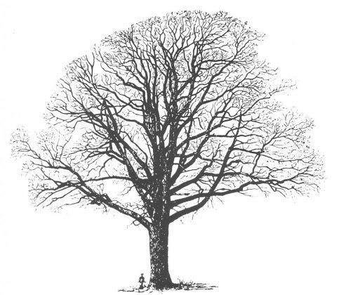 IQ Barriques. The Rebirth Of The Limouisin Wine Oak Barrel